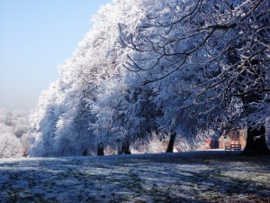 December-Snow-Trees