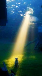 angel dog